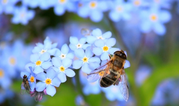 Bienen füttern – warum das schädlich ist